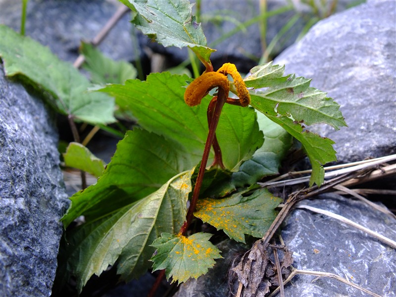 Spesiel blomst.JPG
